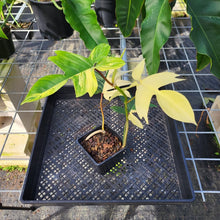 Load image into Gallery viewer, Philodendron Florida Beauty, Exact Plant Variegated Ships Nationwide
