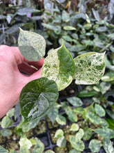 Load image into Gallery viewer, Alocasia Dragon Scale Mint variegated 2.5" pot, Fedex 2day*
