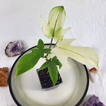 Load image into Gallery viewer, Philodendron Florida Ghost 2.5" pot, Fedex 2day*
