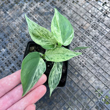 Load image into Gallery viewer, Philodendron Hederaceum, Heart Leaf, Exact Plant Variegated Ships Nationwide

