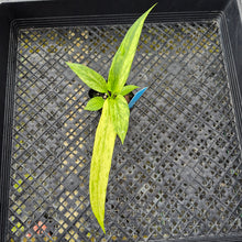 Load image into Gallery viewer, Anthurium Vittarifolium , Exact Plant Variegated Ships Nationwide
