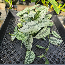 Load image into Gallery viewer, Scindapsus Silver Lady, Exact Plant Ships Nationwide
