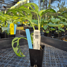 Load image into Gallery viewer, Monstera Adansonii Aurea, Exact Plant Variegated Ships Nationwide
