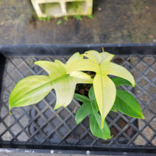 Load image into Gallery viewer, Philodendron Florida Ghost, Exact Plant Ships Nationwide
