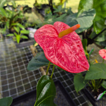 Load image into Gallery viewer, Anthurium Andreaenum Starlight Splash, Exact Plant, speckled
