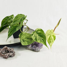 Load image into Gallery viewer, Philodendron Hederaceum, Heart Leaf, Exact Plant Variegated Ships Nationwide
