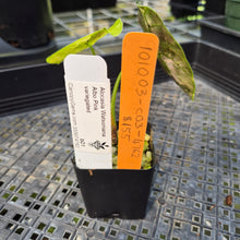 Load image into Gallery viewer, Alocasia Watsoniana Albo Pink variegated exact plant, Fedex 2day*
