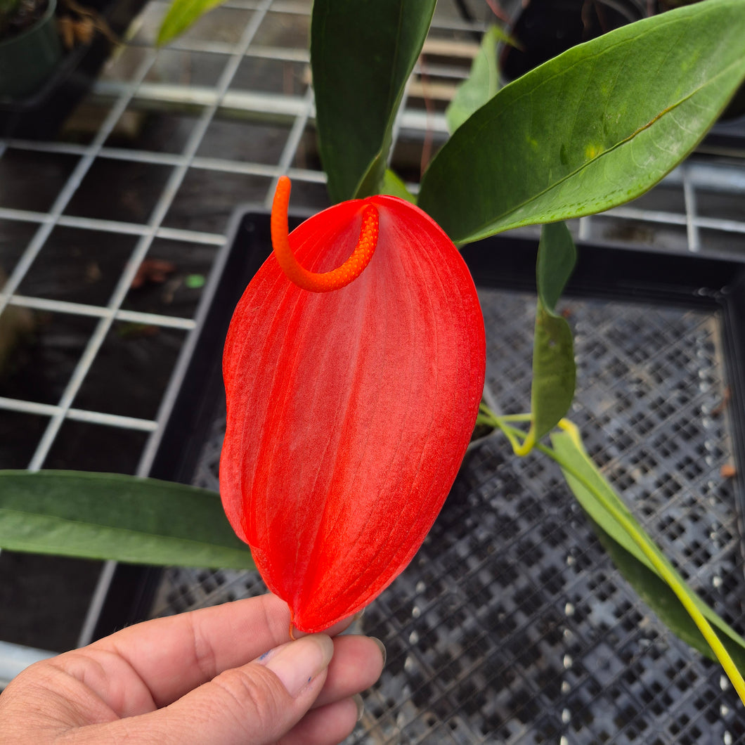 Anthurium Scherzerianum 