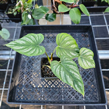 Load image into Gallery viewer, Philodendron Mamei, Exact Plant Ships Nationwide
