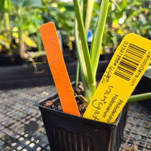 Load image into Gallery viewer, Philodendron Holtonianum Variegated, Exact Plant Ships Nationwide
