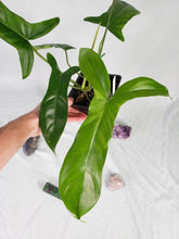 Load image into Gallery viewer, 69686, exact plant, Philodendron, ships nationwide
