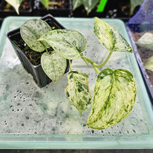 Load image into Gallery viewer, Scindapsus Peasun, Exact Plant Variegated Ships Nationwide
