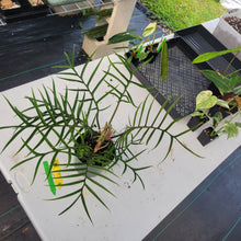 Load image into Gallery viewer, Philodendron Tortum, Exact Plant Ships Nationwide

