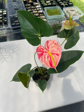 Load image into Gallery viewer, Anthurium Shibori, Exact Plant Variegated
