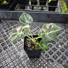 Load image into Gallery viewer, Alocasia Black Velvet Pink variegated 2.5" pot, Fedex 2day*

