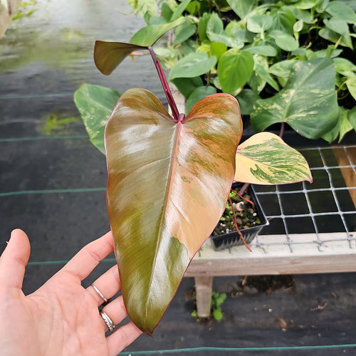 Musa Banana Gracillis Holttum Variegated - Bkinterplants Garden