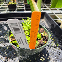 Load image into Gallery viewer, Monstera Borsigiana Albo Deliciosa Variegated exact plant, Fedex 2day*
