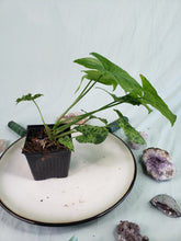 Load image into Gallery viewer, Mojito, exact plant, variegated Syngonium Podophyllum, ships nationwide
