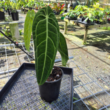 Load image into Gallery viewer, Anthurium Warocqueanum, Queen, Exact Plant
