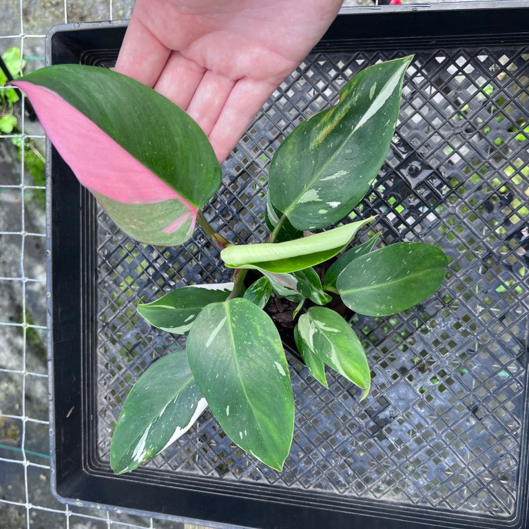 Philodendron White Princess, Exact Plant Variegated Hot Pink