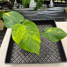 Load image into Gallery viewer, Monstera Borsigiana Aurea Variegated exact plant, Fedex 2day*
