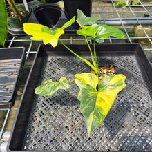 Load image into Gallery viewer, Philodendron Angela Aurea variegated, Exact Plant
