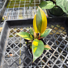 Load image into Gallery viewer, Philodendron Red Congo, Exact Plant Variegated Ships Nationwide
