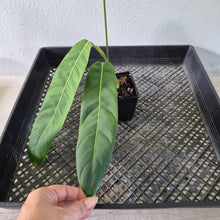 Load image into Gallery viewer, Philodendron Patriciae exact plant, Fedex 2day*
