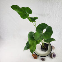 Load image into Gallery viewer, Anthurium Brownii, Exact Plant Ships Nationwide
