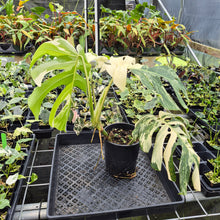 Load image into Gallery viewer, Monstera Borsigiana Albo Deliciosa Variegated exact plant, Fedex 2day*
