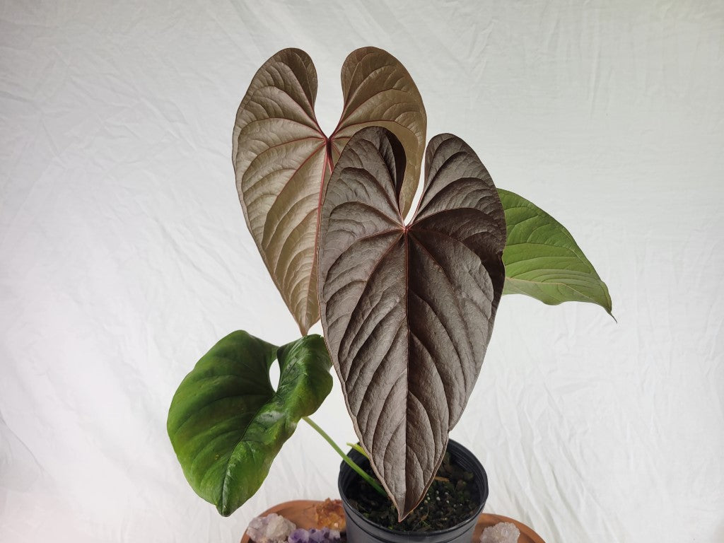 Anthurium Moodeanum, Exact Plant X Large, twin top – Canopy Gems