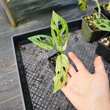 Load image into Gallery viewer, Monstera Adansonii Mint &quot;Indonesia&quot;, Exact Plant Variegated Ships Nationwide
