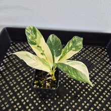Load image into Gallery viewer, Rhaphidophora Lobbii Variegated exact plant, Fedex 2day*
