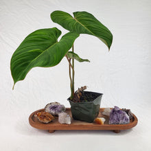Load image into Gallery viewer, Philodendron Gloriosum, Pink Veined Back, Exact Plant Sport-variegated
