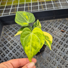 Load image into Gallery viewer, Anthurium Clarinervium Variegated exact plant, Fedex 2day*

