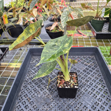 Load image into Gallery viewer, Alocasia Wentii Aurea, Exact Plant, Ships Nationwide

