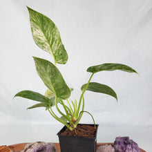 Load image into Gallery viewer, Scindapsus Silver Lady 6&quot; pot, Fedex 2 day*
