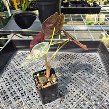 Load image into Gallery viewer, Alocasia Sedenii Aurea Variegated exact plant, Fedex 2day*
