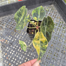 Load image into Gallery viewer, Alocasia Sedenii Aurea Variegated, Exact Plant Ships Nationwide
