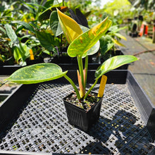 Load image into Gallery viewer, Philodendron Green Congo Nuclear, Exact Plant Variegated
