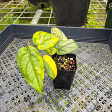 Load image into Gallery viewer, Monstera Siltepecana, Exact Plant Variegated Ships Nationwide
