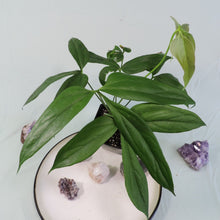 Load image into Gallery viewer, Anthurium Clavigerum 4&quot; pot, ships nationwide
