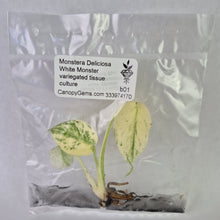 Load image into Gallery viewer, Monstera Deliciosa White Monster variegated tissue culture 2DayAir
