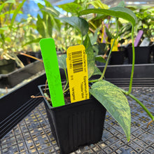 Load image into Gallery viewer, Epipremnum Pinnatum Tricolor Mint, Exact Plant Variegated Ships Nationwide
