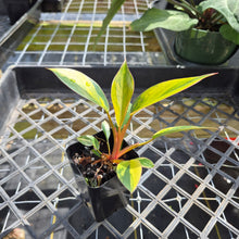 Load image into Gallery viewer, Philodendron Red Congo, Exact Plant Variegated Ships Nationwide
