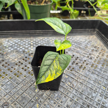Load image into Gallery viewer, Monstera Siltepecana, Exact Plant Variegated Ships Nationwide
