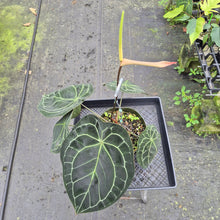 Load image into Gallery viewer, Anthurium Doc Block (Red Crystallinum) x Kunayalense exact plant, Fedex 2day*
