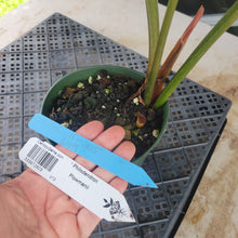 Load image into Gallery viewer, Philodendron Plowmanii, Exact Plant Ships Nationwide
