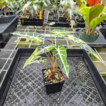 Load image into Gallery viewer, Alocasia Bambino Aurea Variegated exact plant, Fedex 2day*
