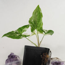 Load image into Gallery viewer, Syngonium Podophyllum Albo Variagata Variegated 2.5" pot, Fedex 2day*

